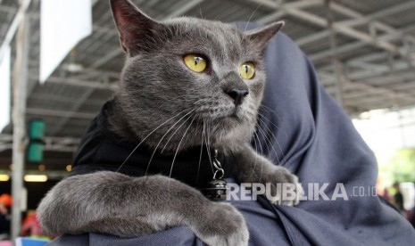 Seekor kucing bersandar di bahu pemiliknya saat mengikuti Festival Kucing Kampung di Pontianak, Kalimantan Barat, Ahad (16/2/2020). 