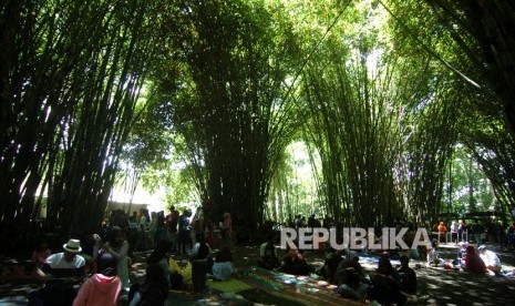 UGM menanam bibit pohon bambu untuk pelestarian lingkungan. Foto pohon bambu, (ilustrasi).