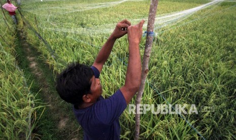 Petani di Karawang. Foto Ilustrasi