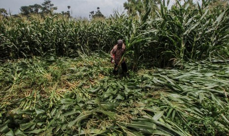 Petani memikul tanaman jagung 