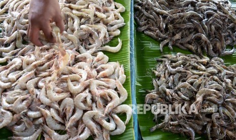 Pedagang menumpukan udang vaname (Litopenaeus vannamei) di pusat pasar tradisional Peunayung, Banda Aceh, Selasa (25/2/2020). 