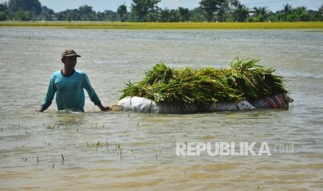 Sejumlah petani di Desa Pojoksari, Kabupaten Magetan, Jawa Timur, terpaksa panen dini tanaman padi (Foto: sawah terendam banjir)