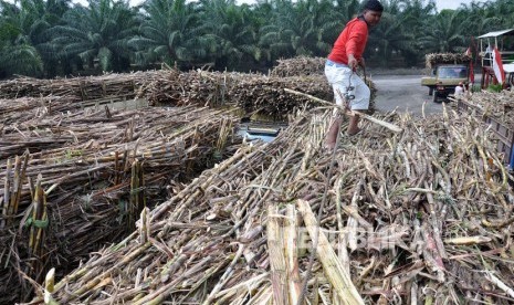 Pekerja menata tumpukan tebu untuk digiling di pabrik gula Sei Semayang PTPN II Kabupaten Deli Serdang, Sumatra Utara, pada Februari lalu. PTPN Grup optimistis menargetkan produksi satu juta ton gula pada anak perusahaan (PTPN Gula) dalam musim giling tebu tahun ini.