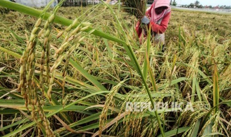 Petani memanen padi area persawahan tadah hujan di Desa Kandang, Lhokseumawe, Aceh. Perum Bulog Subdivisi Regional Lhokseumawe, Aceh, menyatakan gabah kering panen dan beras petani pada masa panen awal 2022 diserap pihak swasta.