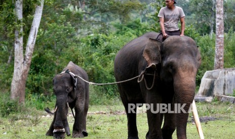 Gajah Sumatera diduga dibunuh warga karena kerap masuk ke pemukiman (Foto: ilustrasi Gajah Sumatera)