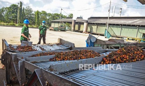 Sejumlah pekerja menyortir buah kelapa sawit. Pabrik ditutup lantaran adanya karyawan yang positif Covid-19. Ilustrasi.