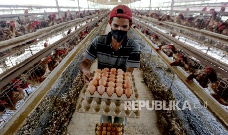 Pemerintah Provinsi Sumatera Utara (Sumut) menjamin stok daging ayam ras melebihi kebutuhan daerah itu yang sekitar tujuh ribuan ton per bulan. Saat ini, stok ayam ras di wilayah itu mencapai 11 ribu ekor.