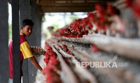 Pekerja mengutip telur ayam ras di kandang UPTD Balai Ternak Non Ruminansia (BTNR) Dinas Peternakan Provinsi Aceh, Blang Bintang, Aceh Besar, Aceh. Direktur Jenderal Peternakan dan Kesehatan Hewan (Dirjen PKH) Kementerian Pertanian (Kementan), Nasrullah menyampaikan, untuk memenuhi kebutuhan ayam ras pedaging dan petelur secara berkelanjutan, Indonesia masih melakukan pemasukan Grand Parent Stock (GPS) ayam ras dalam bentuk DOC (Day Old Chick) setiap tahunnya.