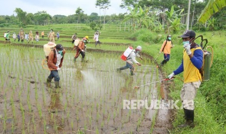 Petani melakukan penyemperotan untuk pengendalian hama padi di Kampung Anyar Glagah, Banyuwangi, Jawa Timur, Senin (2/3/2020). Tani Hub menargetkan bisa menggandeng satu juta petani sebagai mitra penyuplai produk pertanian dalam lima tahun ke depan.