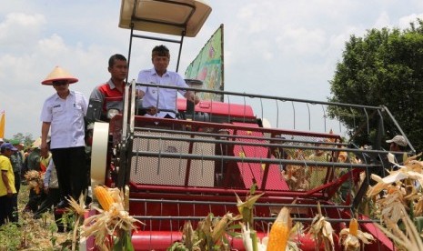 Pengembangan budidaya tanaman jagung, menjadi salah satu fokus perhatian Pemkab Bandung dalam upaya meningkatkan kedaulatan pangan. (Foto: Humas Pemkab Bandung)