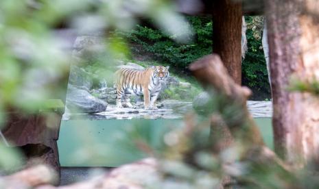 Harimau jantan Sayan ditempatkan di area khusus setelah seekor harimau Siberia lainnya menyerang petugas hingga tewas di Kebun Binatang Zurich, Swiss, Sabtu (5/7).