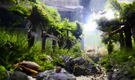 Aquascape