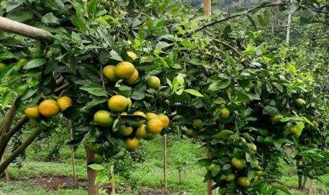 Kegiatan prioritas hortikultura terdiri dari peningkatan produksi sayuran dan tanaman obat (bawang merah, aneka cabai, bawang putih dan kentang) berbasis kawasan termasuk pengawalan Food Estate Sumatera Utara. 