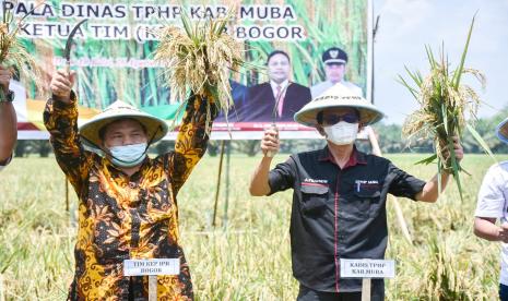 Bupati Muba Dr H Dodi Reza Alex Noerdin diwakili Kepala Dinas Tanaman Pangan, Holtikultura dan Peternakan (TPHP) Kabupaten Musi Banyuasin Ir. A Tamrin hadiri acara Panen Raya Padi kelompok penangkar benih padi Kabupaten Muba, Kamis (26/8)di Desa Air Balui Kecamatan Sanga Desa.