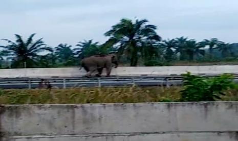 Seekor Gajah Sumatera (Elephas maximus sumateranus) liar melintas di badan jalan Tol Sumatera, persisnya di Tol Pekanbaru - Dumai KM 73, Provinsi Riau, Senin (14/2). KLHK dan pihak pengelola tol berencana membuat pagar besi di sepanjang jalan tol di sekitar sana guna mencegah kejadian serupa berulang.