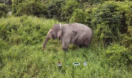 Seekor Gajah Sumatera (Elephas maximus sumateranus). ilustrasi