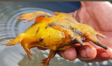 Hari ini ditemukan ikan kodok / frogfish ( Antennarius sp) di muara Belimbing @tamblingwildlife nature conservation ( TWNC) , Pesisir Barat Lampung.