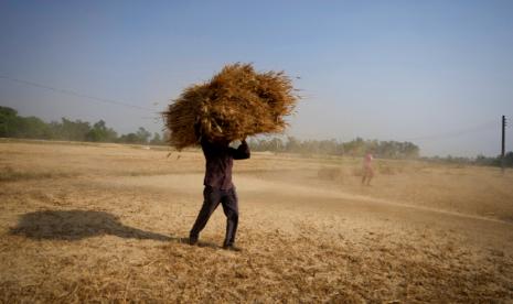 Seorang petani India membawa tanaman gandum yang dipanen dari ladang di pinggiran Jammu, India. Pengamat mengatakan inflasi India yang dipicu harga konsumen diprediksi akan mulai melandai secara bertahap setelah bulan September didorong jatuhnya harga komoditas dan meredanya inflasi pangan.