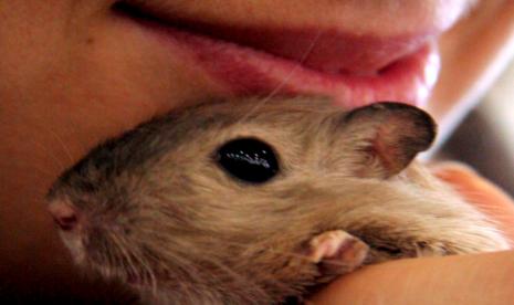 Seorang perempuan memeluk gerbil peliharaannya. Gerbil, hamster, tikus dan tupai termasuk hewan pengerat yang dapat menularkan cacar monyet.