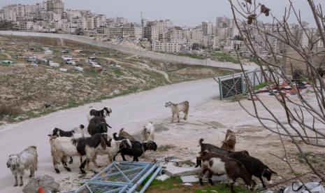 Kambing merumput di Yerusalem timur, dilatarbelakangi oleh bagian penghalang pemisah Israel di sekitar kamp pengungsi Shuafat, Selasa, 8 Maret 2022. Dua puluh tahun setelah Israel memutuskan untuk membangun penghalang pemisah yang kontroversial di tengah gelombang serangan Palestina, itu tetap di tempatnya, bahkan karena Israel mendorong warganya sendiri untuk menetap di kedua sisi dan menerima puluhan ribu pekerja Palestina.