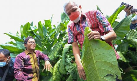 Gubernur Jawa tengah, Ganjar Pranowo mengawali prosesi ‘wiwitan’ atau tradisi pemetikan pertama daun tembakau sebagai penanda dimulainya masa panen raya tembakau di di Desa Giripurno, Kecamatan Ngadirejo, Kabupaten Temanggung, Jawa Tengah, Selasa (9/8).