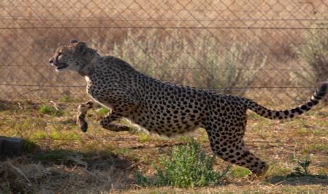 Seekor cheetah melompat ke dalam bagian karantina sebelum dipindahkan ke India bulan depan, di cagar alam dekat Bella Bella, Afrika Selatan, Minggu, 4 September 2022. Pejabat satwa liar Afrika Selatan telah mengirim empat cheetah ke Mozambik minggu ini dan berencana untuk mengirim lebih banyak lagi. cheetah ke India bulan depan.