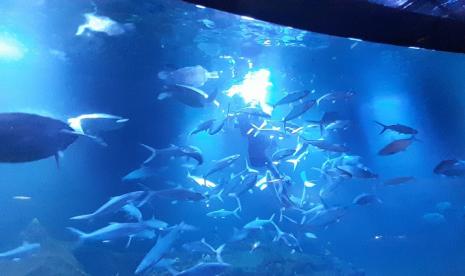 Bupati Pangandaran, Jeje Wiradinata, ikut hadir dalam soft opening Aquarium Indonesia Pangandaran, Sabtu (17/12/2022). 