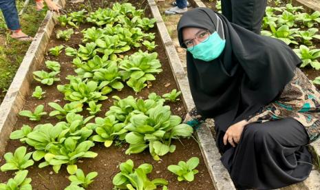 Pemanfaat lahan di area yang terbatas dimanfaat oleh rekan-rekan SMP Islam Alsyukro Universal, selain membuka ruang terbuka hijau, para siswa-siswi diajak untuk memanfaatkan ruang tersebut sebagai lahan pertanian. 