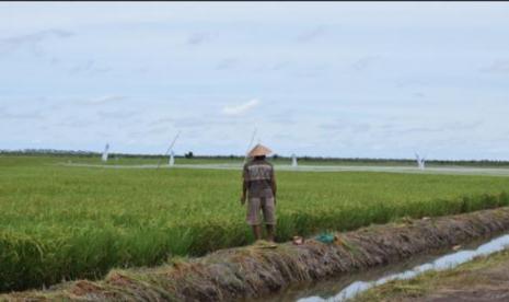 Lokasi Food Estate di wilayah Kapuas.