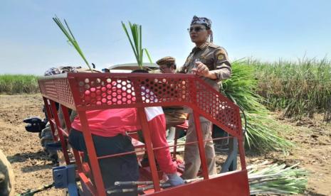 Menteri Pertanian (Mentan) Syahrul Yasin Limpo (SYL) melakukan panen tebu di Desa Sidamulya kecamatan Astanajapura, Cirebon, Jawa Barat.