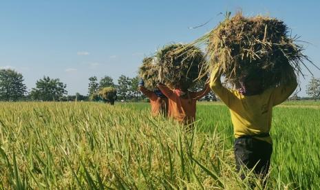 Para petani di Desa Juwiring, Kabupaten Klaten, Jawa Tengah sedang memanen padi.