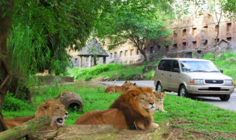 Taman Safari Bogor. Selama bulan Ramadhan 1445 H, Taman Safari Indonesia, Cisarua, Bogor, Jabar sajikan menu berbua puasa berkonsep Arabian Night.