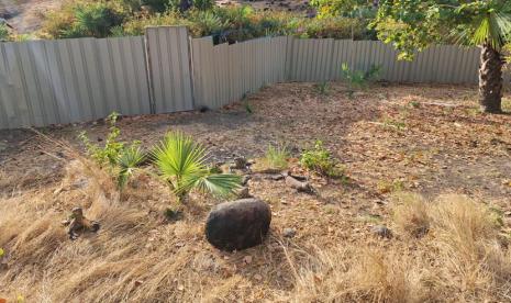  Enam ekor satwa Komodo (Varanus komodoensis) hasil pengembangbiakan dilepasliarkan di Cagar Alam NTT.