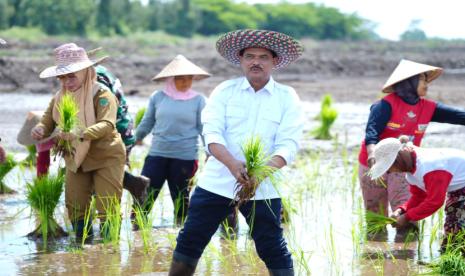 Food Estate mengoptimalkan lahan rawa di Pulang Pisau, Kalimantan Tengah.