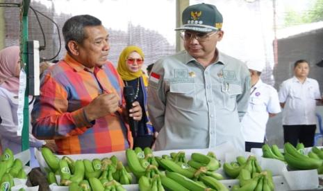 Wakil Menteri Pertanian (Wamentan), Harvick Hasnul Qolbi, menghadiri launching Korporasi Petani Pisang yang dikelola oleh Koperasi Tani Mapan Makmur di Dusun Ampelgading, Kelurahan Ampelgading, Kecamatan Selorejo, Kabupaten Blitar, Jawa Timur, Rabu (13/12/2023).