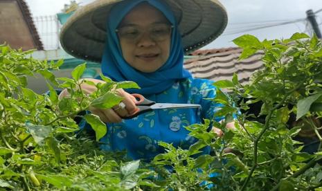 The BRinITA program introduces vertical garden planting methods, provides a lot of training and mentoring, (illustration)