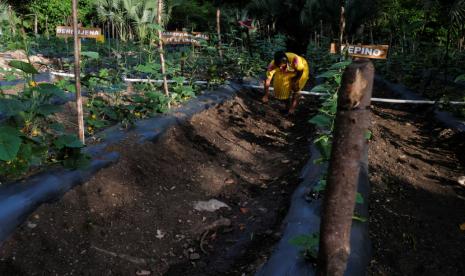 Warga Guatemala menjalankan program pertanian yang digagas WFP PBB untuk mengatasi masalah kelaparan dan malnutrisi.