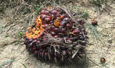 Kemenperin terus mendorong peningkatan nilai tambah kelapa sawit sebagai salah satu komoditas unggulan Indonesia agar menjadi produk yang memiliki harga jual lebih tinggi. (ilustrasi)