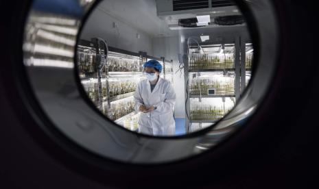 Seorang pekerja laboratorium berjalan melewati rak tabung reaksi berisi tanaman kentang, di laboratorium International Potato Center (CIP), di Distin Yanqing, Beijing, 17 April 2024.