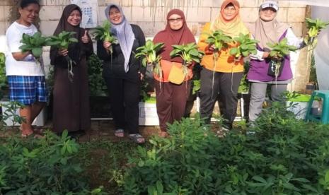 Panen perdana KWT Pancasona, pakcoy hidroponik solusi ramah lingkungan dari dosen Universiras BSI.