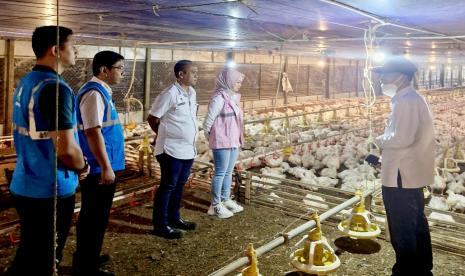 Kandang ayam close house milik Tabroni di Kecamatan Sajira, Kabupaten Lebak, Banten, bergantung pada listrik 24 jam untuk menjaga suhu kandang tetap stabil, memastikan kelangsungan hidup ayam, dan meningkatkan produksi telur.