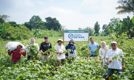 Panen Perdana Edamame, Langkah Awal Penguatan Ekonomi Desa