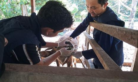 unair-buka-posyandu-ternak-keliling-di-manokwari