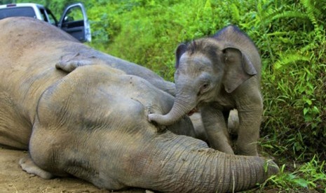 A 3-month-old elephant calf tries to awake its dead mother at the Gunung Rara Forest Reserve in Sabah, Malaysia. Ten endangered Borneo pygmy elephants have been found dead in the Malaysian forest under mysterious circumstances, and wildlife authorities sus