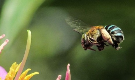  A blue-banded bee hovers above a pink flower Lebah blue-banded bee.