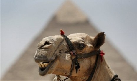 A camel stands in front of the Khafre pyramid, at the historical site of the Giza Pyramids, near Cairo, Egypt, Tuesday, Aug. 27, 2013. Due to the country's violent turmoil, some flights that can carry more than 100 passengers from Europe arrive with just n