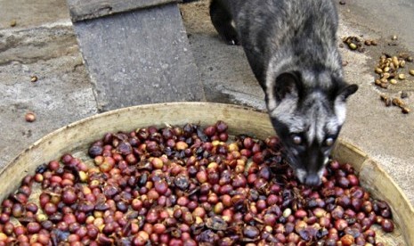 A civet eats coffee beans. The coffee beans are still in their shape after passing through civet's digestive system. The civet's faeces then collected to be processed further, to make civet coffee. (illustration)