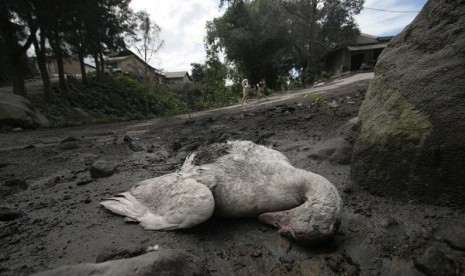 A duck lies dead in the foothill of Mt Sinabung, last month. The village is now deserted because its residents seek refugee to saver places due to the mount's eruption.    