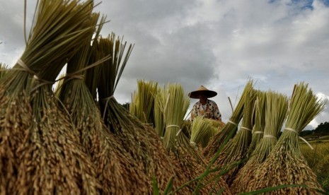 A farmer arranges paddies after harvesting in North Toraja, South Sulawesi. (file photo)