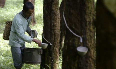 A farmer collects rubber sap from rubber plantation in Indonesia. (file photo)